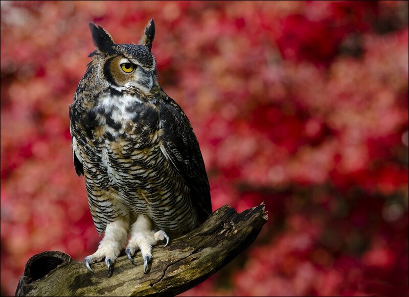 Great Horned Owl — Red