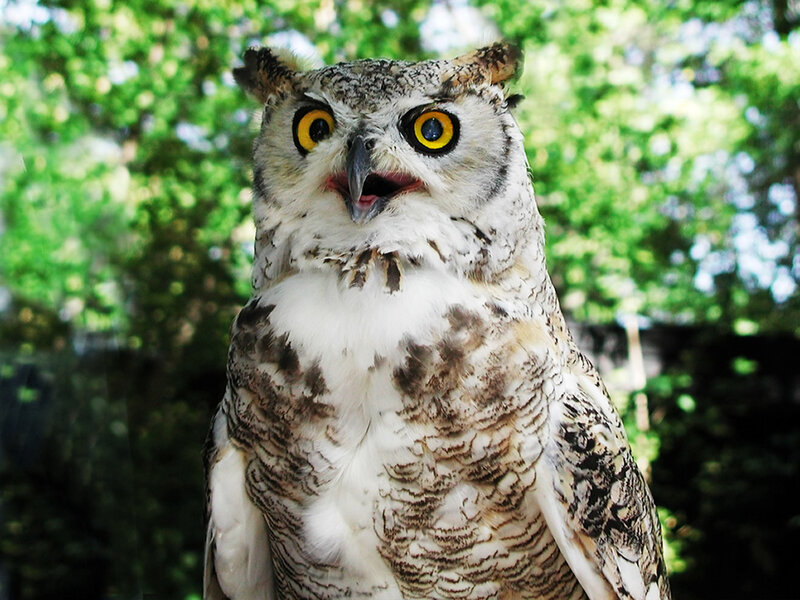 Great Horned Owl