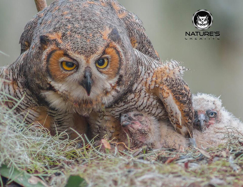 Great Horned Owl with Chicks