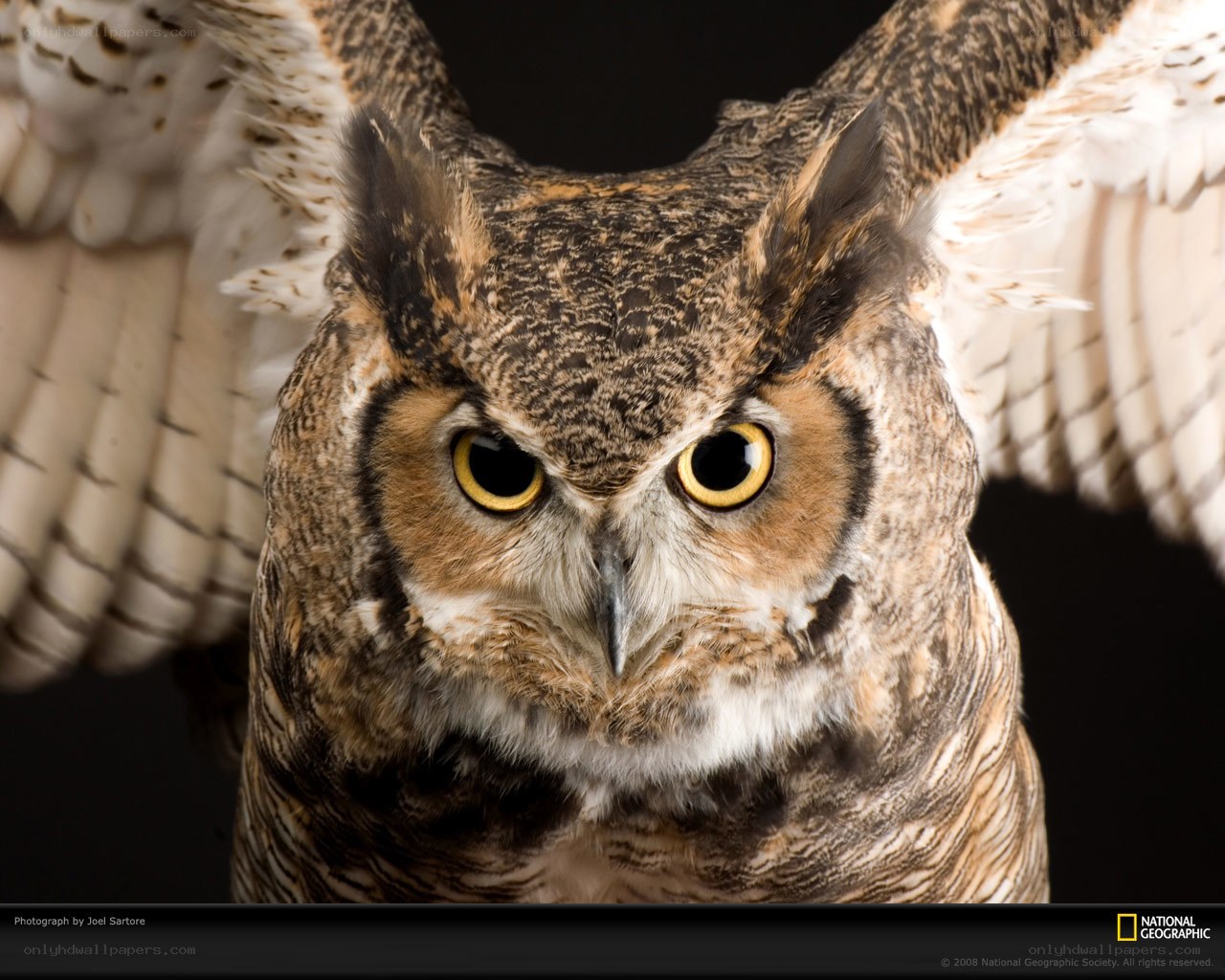 Great horned owl with wings spread