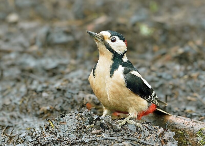 Great Spotted Woodpecker — Black