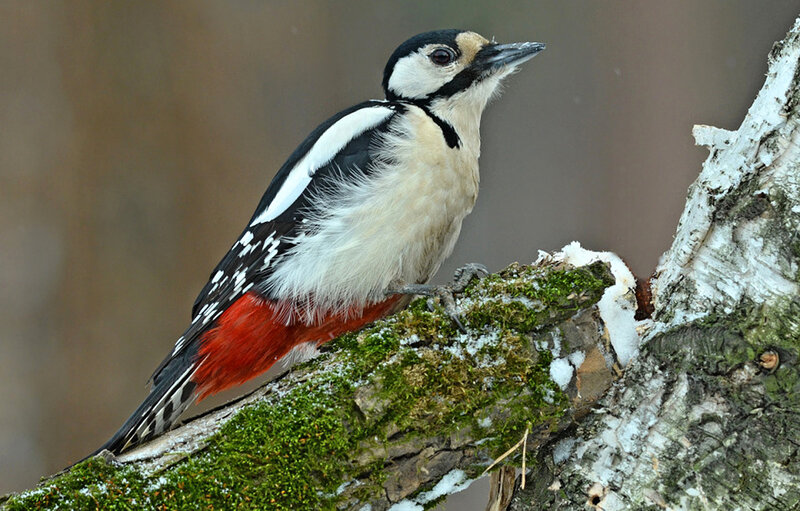 Great Spotted Woodpecker