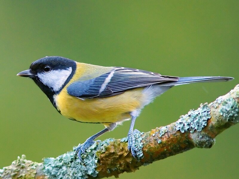 Great Tit Bird — Green, Calm, Photograph