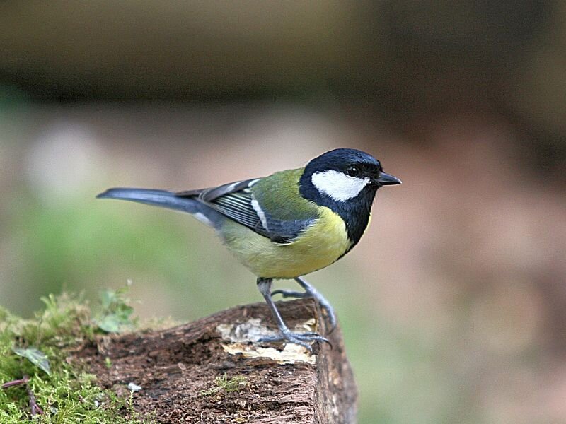 Great Tit Bird — Green, Calm