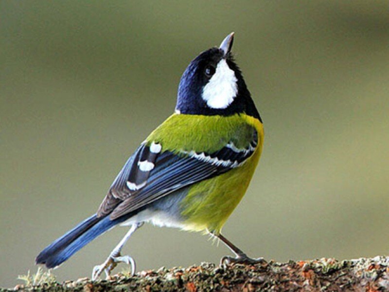 Great Tit Bird — Green