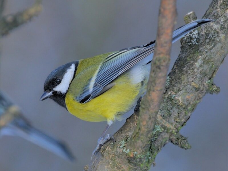 Great Tit Bird on Branch