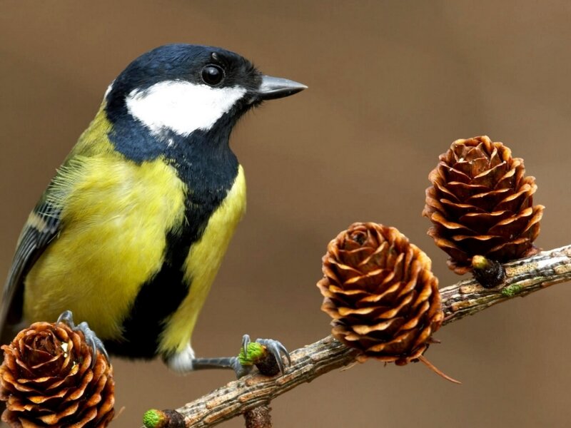 Great Tit Bird on Branch — Yellow