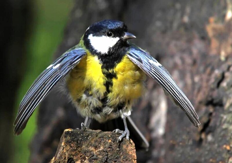 Great Tit Bird
