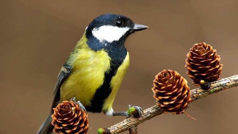 Great Tit Bird — Yellow, Calm, Autumn, Photograph, Pine Cones, Branch