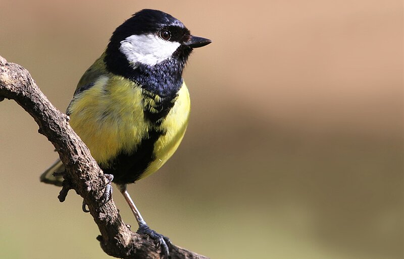 Great Tit Bird — Yellow, Calm, Morning