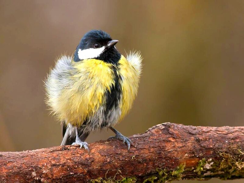 Great Tit Bird — Yellow, Calm, Photograph, Branch