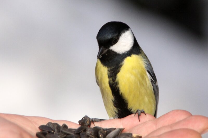 Great Tit Bird — Yellow, Calm, Photograph, Hand