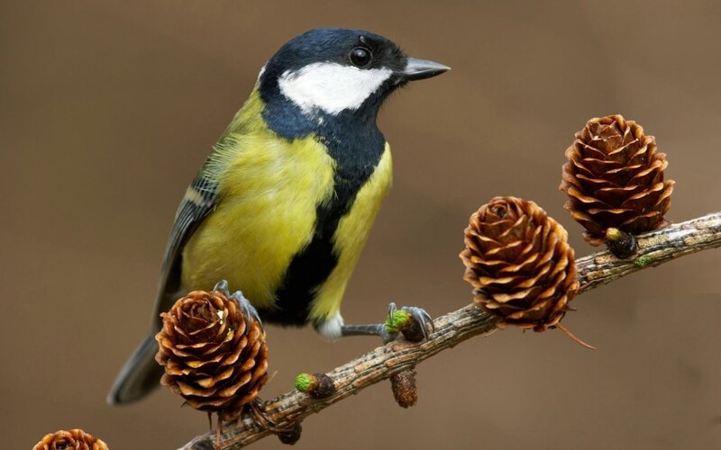 Great Tit Bird — Yellow, Calm, Photograph, Pine Cones, Branch