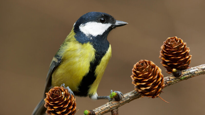 Great Tit Bird — Yellow, Calm, Photograph, Pine Cones