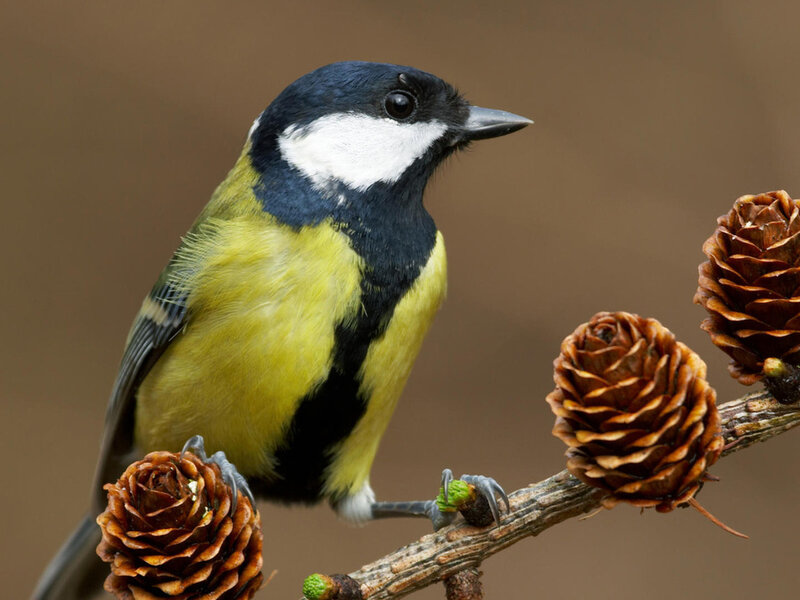 Great Tit Bird — Yellow, Calm, Photograph