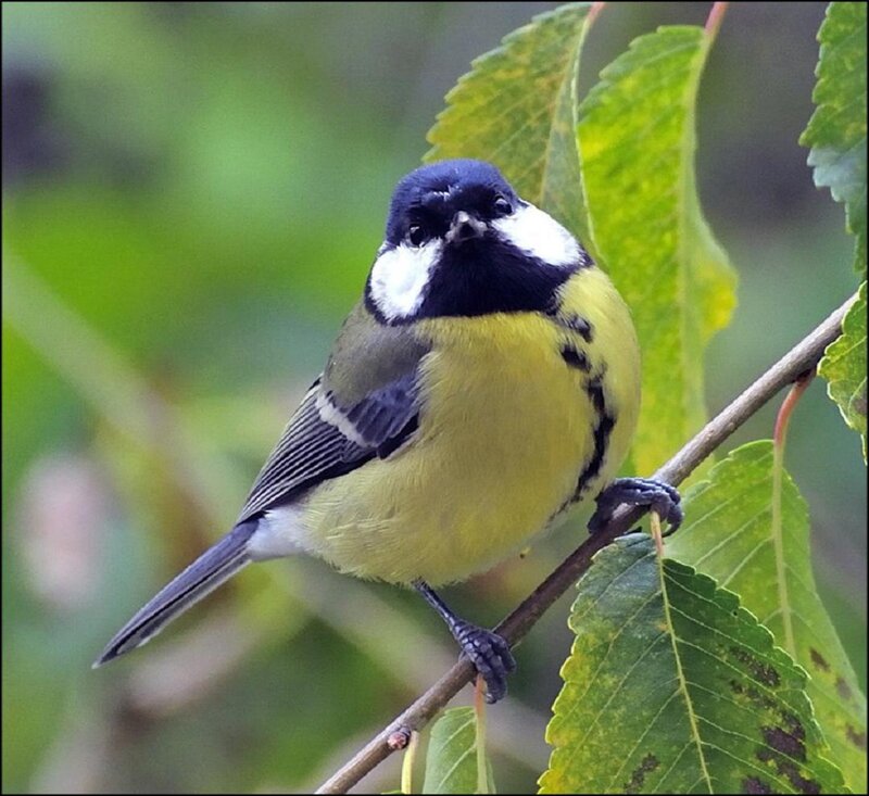 Great Tit Bird — Yellow, Calm, Spring