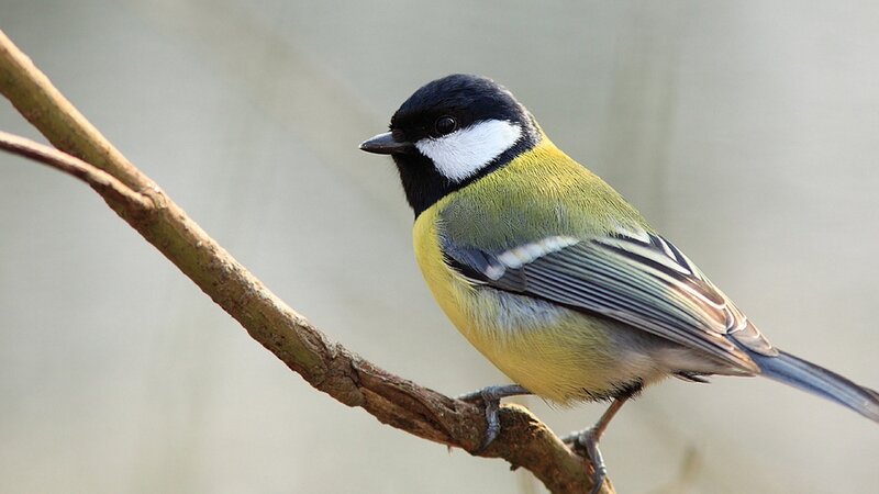 Great Tit Bird — Yellow, Calm
