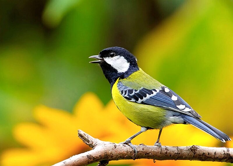 Great Tit Bird — Yellow