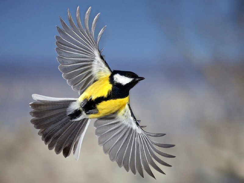 Great Tit in Flight