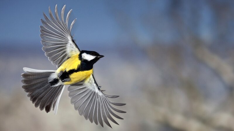 Great Tit in Flight — Yellow