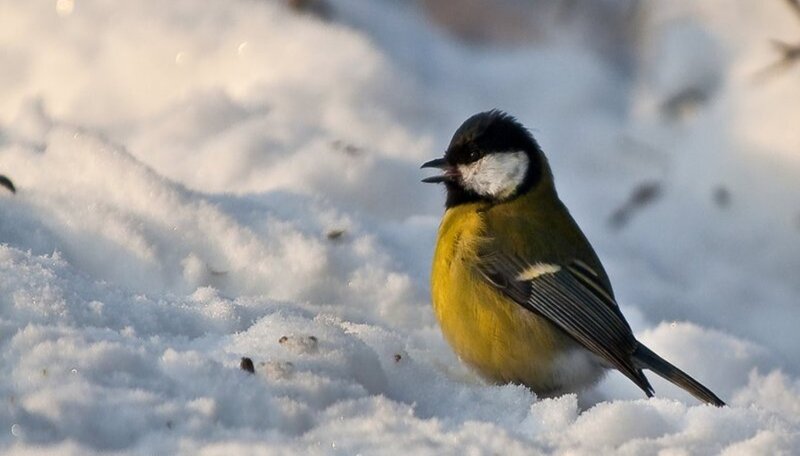 Great Tit in Snow