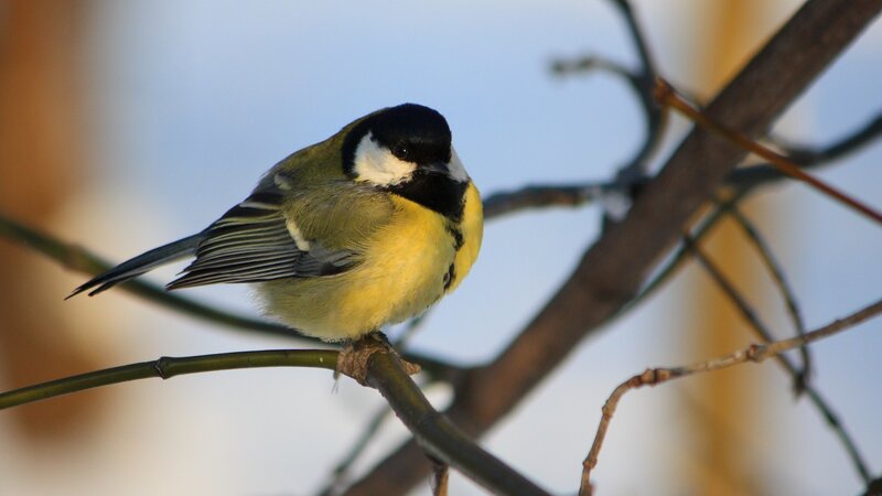 Great Tit on a Branch