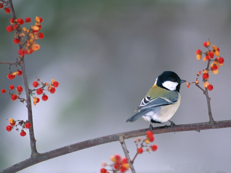 Great Tit on Branch