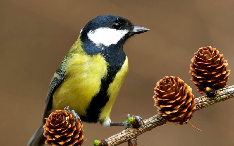 Great Tit on Branch — Yellow, Calm, Autumn