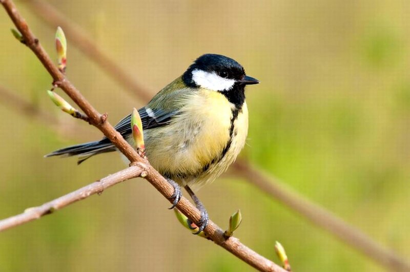 Great Tit on Branch — Yellow