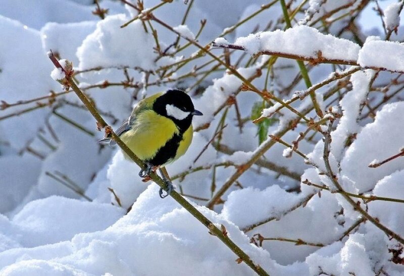Great Tit on Snowy Branch