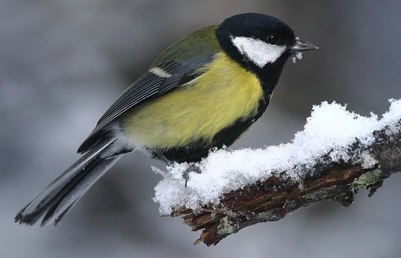 Great Tit on Snowy Branch — Yellow, Calm