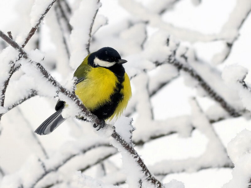 Great Tit on Snowy Branch — Yellow