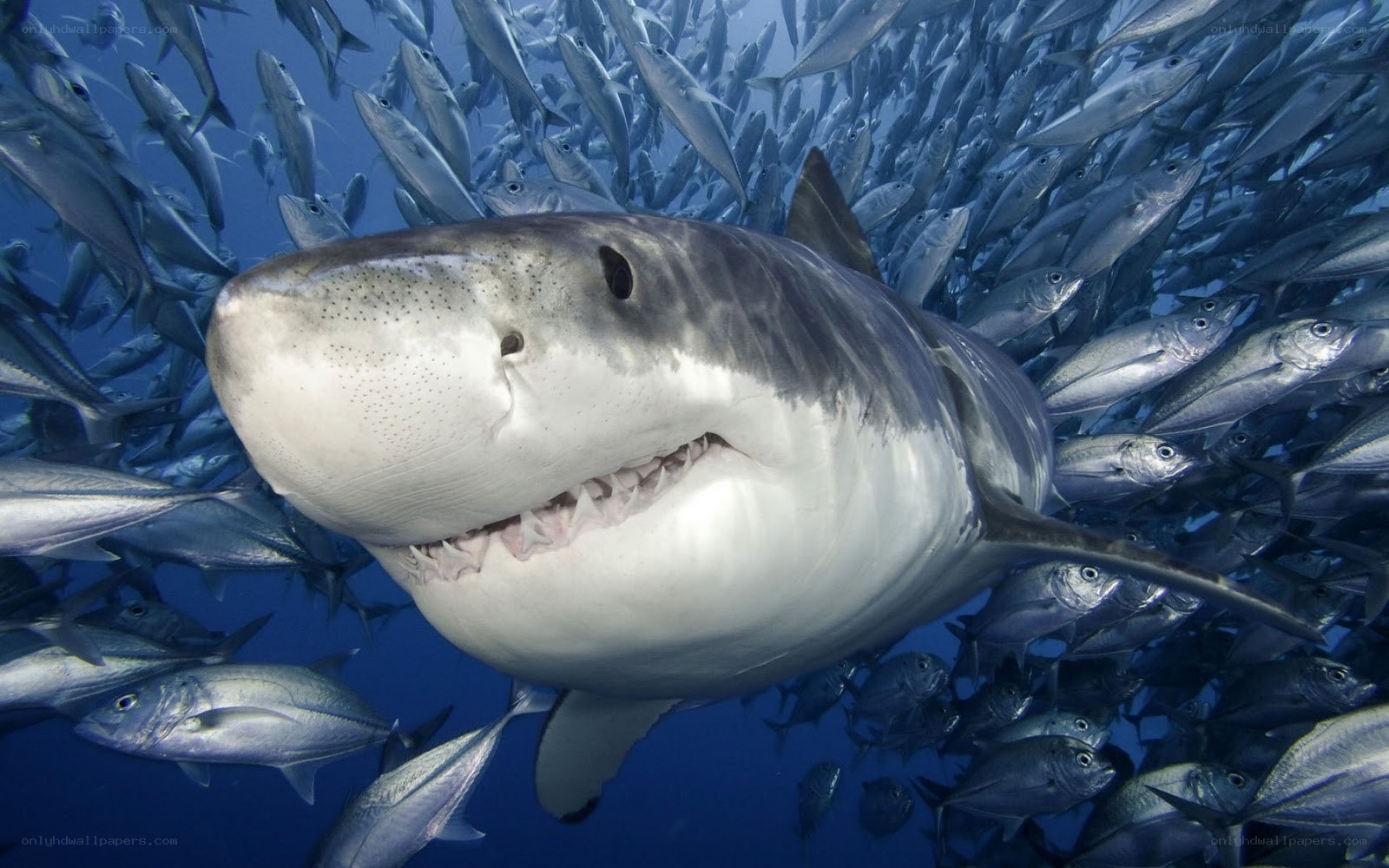Great white shark among fish