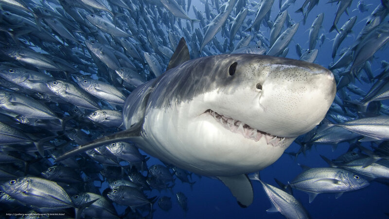 Great white shark among fish