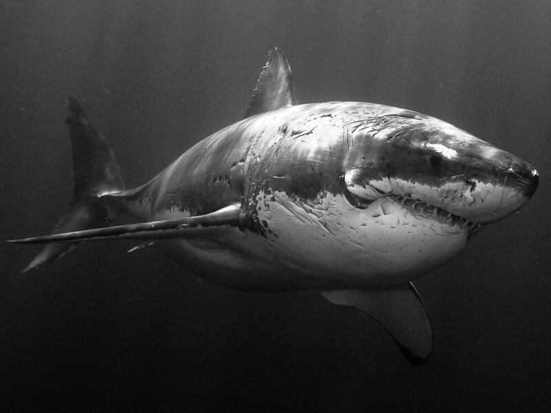 Great White Shark — Black, Dramatic
