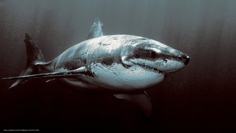 Great White Shark — Black