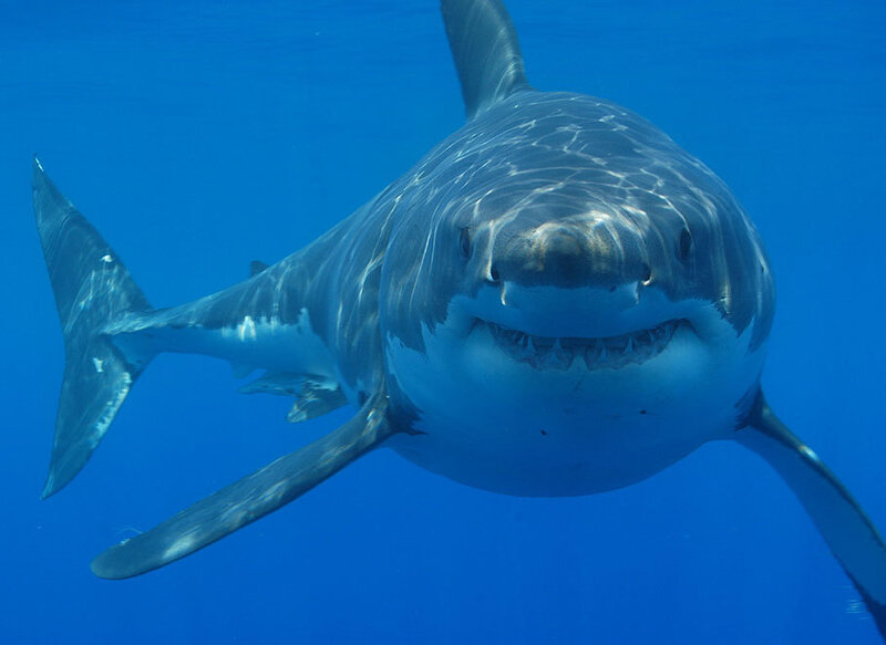 Great White Shark — Blue, Calm, Photograph, Ocean, Sunlight
