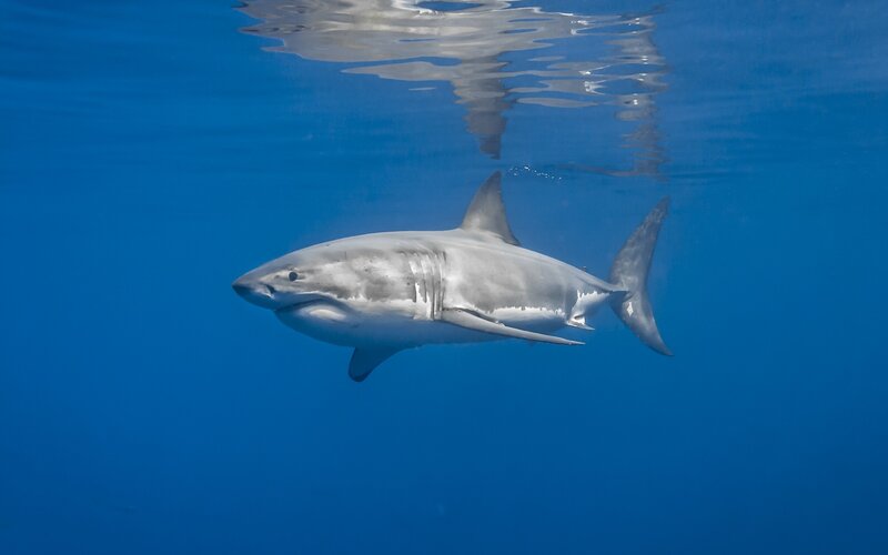 Great White Shark — Blue, Calm, Photograph, Ocean
