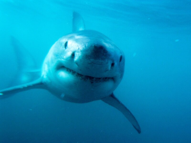 Great White Shark — Blue, Calm, Photograph