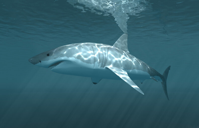 Great White Shark — Blue, Calm