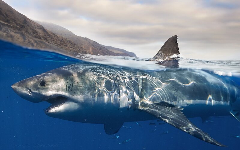 Great White Shark — Blue, Dramatic, Afternoon, Photograph, Mountain