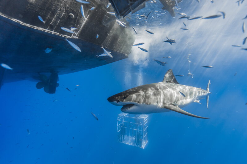 Great White Shark — Blue, Dramatic, Photograph, Boat