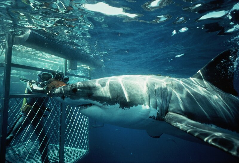 Great White Shark — Blue, Dramatic, Photograph, Diver, Cage, Ocean