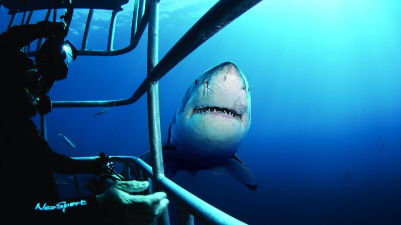Great White Shark — Blue, Dramatic, Photograph, Diver, Cage