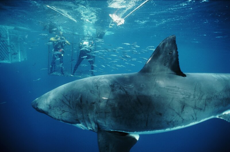 Great White Shark — Blue, Dramatic, Photograph, Divers, Cage