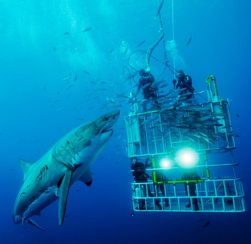 Great White Shark — Blue, Dramatic, Photograph, Divers