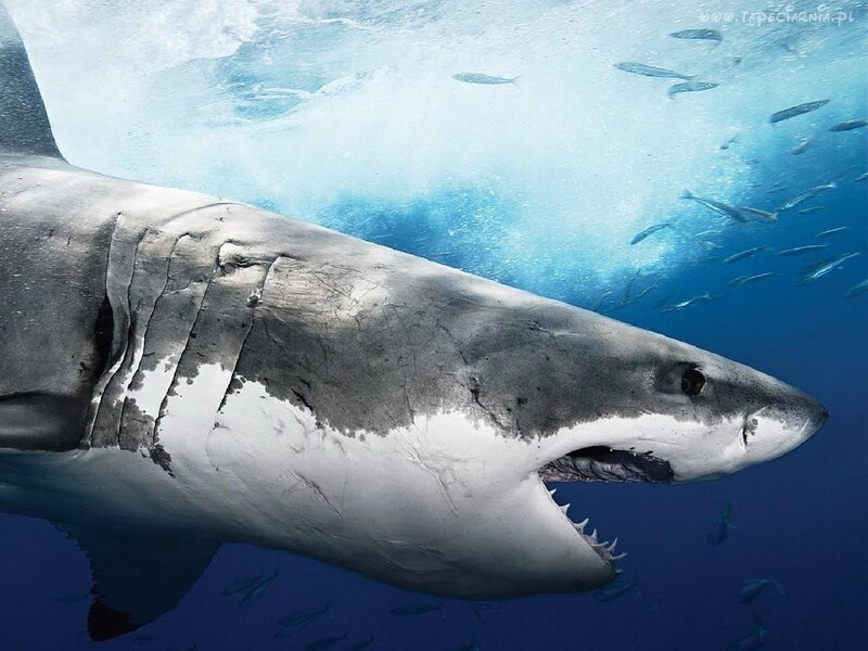 Great White Shark — Blue, Dramatic, Photograph, Fish, Ocean, Bubbles