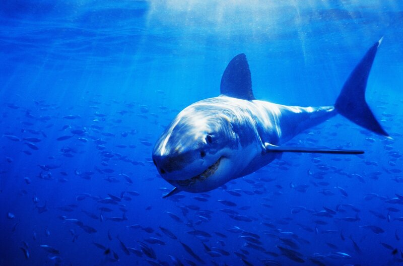 Great White Shark — Blue, Dramatic, Photograph, Fish, Ocean, Sunlight