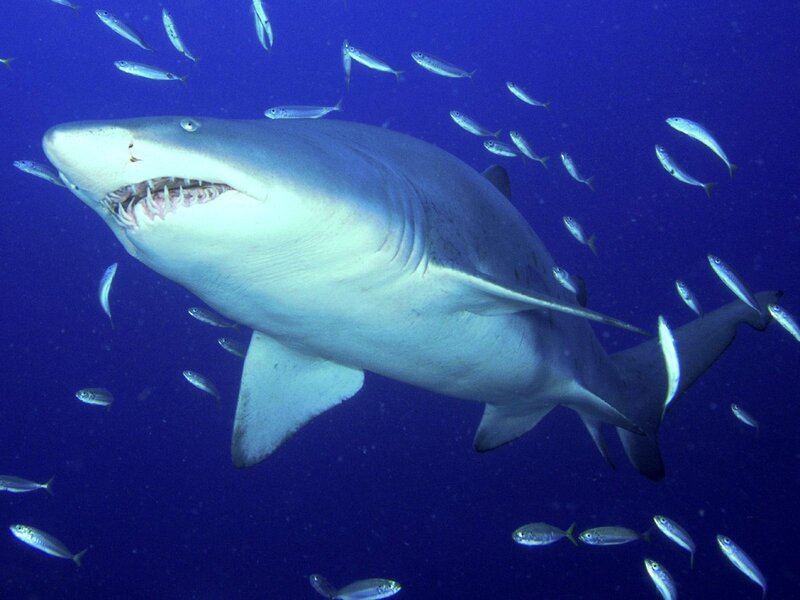 Great White Shark — Blue, Dramatic, Photograph, Fish, Ocean