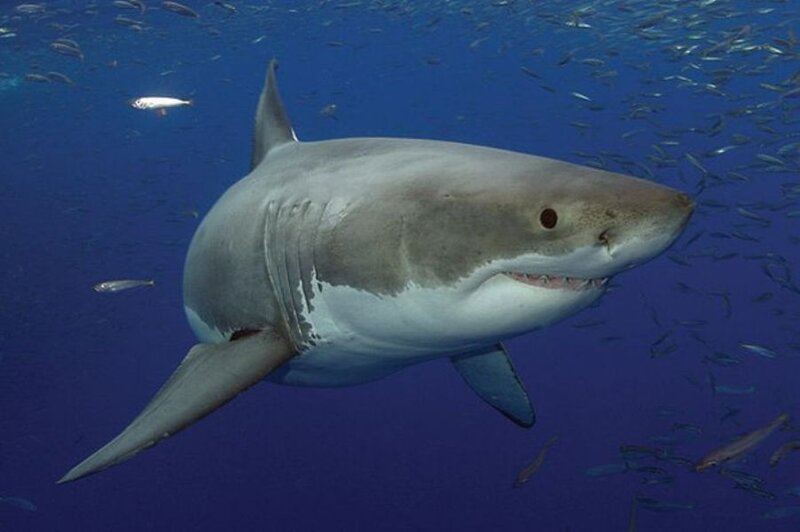 Great White Shark — Blue, Dramatic, Photograph, Fish